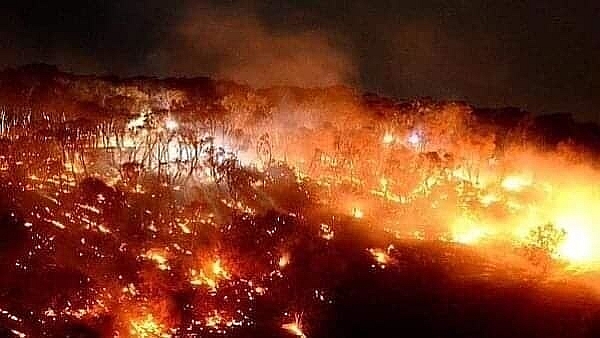 Kinh hãi cảnh động vật chết cháy, rừng xanh hoá biển lửa... vì cháy rừng ở Australia kinh hai canh dong vat chet chay rung xanh hoa bien lua vi chay rung o australia