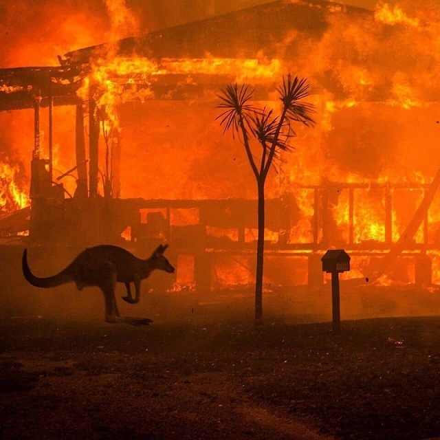 Kinh hãi cảnh động vật chết cháy, rừng xanh hoá biển lửa... vì cháy rừng ở Australia kinh hai canh dong vat chet chay rung xanh hoa bien lua vi chay rung o australia