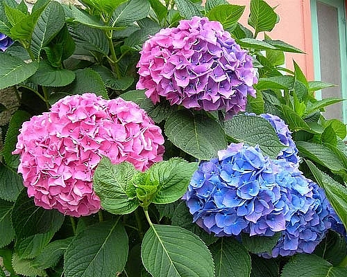 Chơi hoa Tết, cần thận trọng với những loài hoa rất đẹp nhưng có độc choi hoa tet can than trong voi nhung loai hoa rat dep nhung co doc