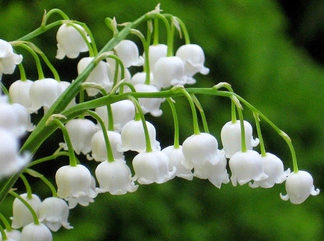 Chơi hoa Tết, cần thận trọng với những loài hoa rất đẹp nhưng có độc choi hoa tet can than trong voi nhung loai hoa rat dep nhung co doc