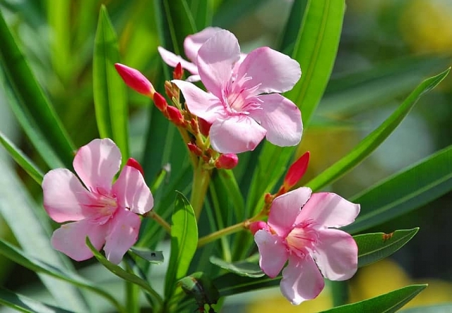 Chơi hoa Tết, cần thận trọng với những loài hoa rất đẹp nhưng có độc choi hoa tet can than trong voi nhung loai hoa rat dep nhung co doc