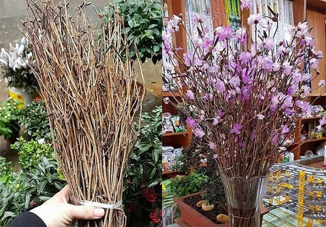 Chơi hoa Tết, cần thận trọng với những loài hoa rất đẹp nhưng có độc choi hoa tet can than trong voi nhung loai hoa rat dep nhung co doc
