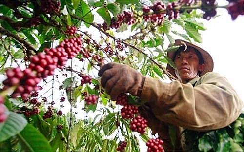 Giá cà phê hôm nay 14/3: Tiếp tục giảm nhẹ 200 đồng/kg gia ca phe hom nay 143 tiep tuc giam nhe 200 dongkg