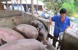 gia heo hoi hom nay 54 tuong doi on dinh cao nhat 80000 dongkg