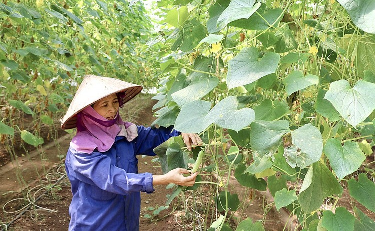 Phấn đấu tăng thu nhập bình quân của người dân nông thôn (Ảnh minh họa) Phấn đấu tăng thu nhập bình quân của người dân nông thôn (Ảnh minh họa)