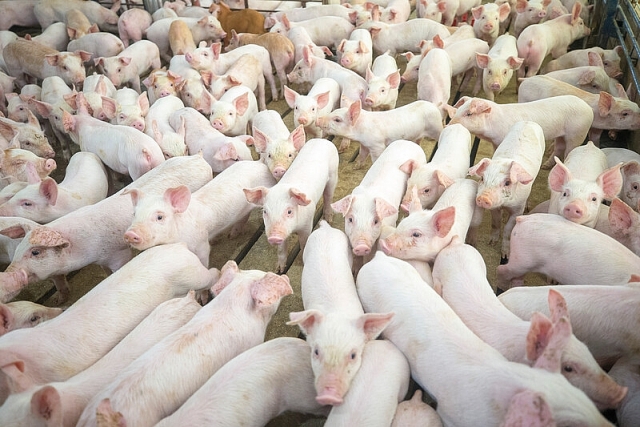 Thủ tướng: Thực hiện ngay việc bình ổn, đưa giá thịt lợn về 60.000 đồng/kg thu tuong thuc hien ngay viec binh on dua gia thit lon ve 60000 dongkg