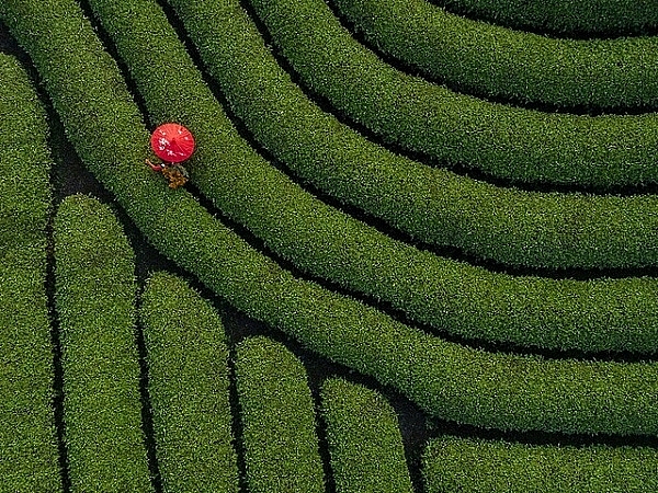 Nhiếp ảnh gia Việt Nam thắng giải ảnh quốc tế #Spring2020 nhiep anh gia viet nam thang giai anh quoc te spring2020