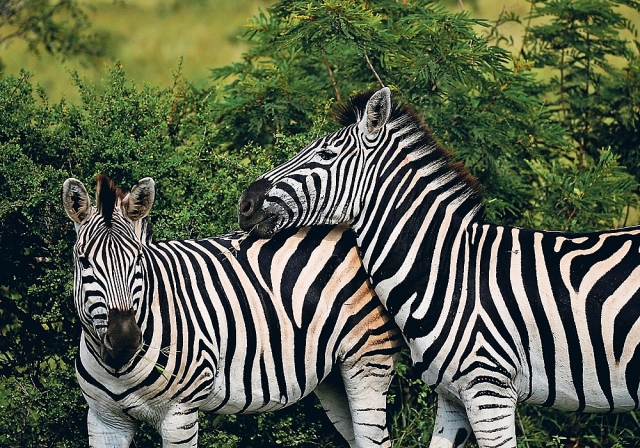 Ngựa chết hàng loạt vì virus lạ ở Thái Lan và nguy cơ đại dịch mới ngua chet hang loat vi virus la o thai lan va nguy co dai dich moi