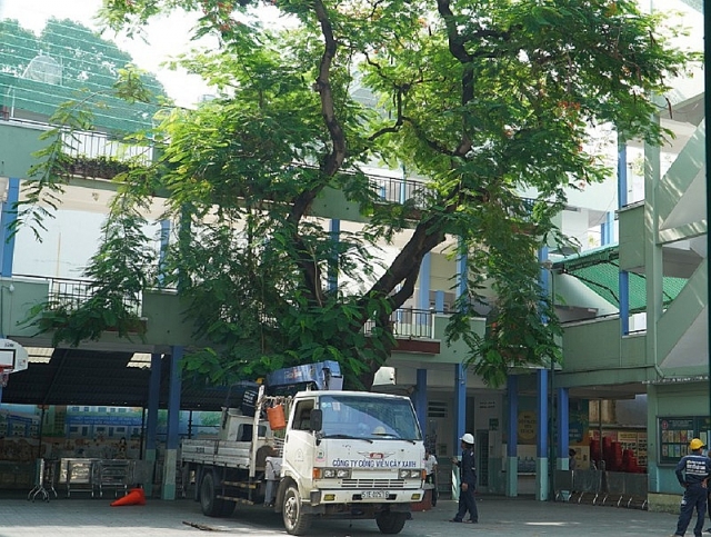vu cay do de 18 hoc sinh o tphcm nha truong cat het cay con lai
