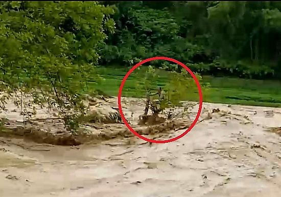 Video: Người đàn ông đu ngọn cây thoát chết giữa cuồn cuộn nước lũ video thot tim khoanh khac nguoi dan ong du ngon cay giua dong nuoc lu