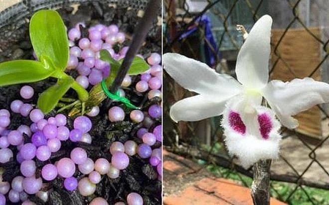 Bắt nhóm bán lan đột biến lừa đảo chiếm đoạt hàng tỷ đồng ở Nghệ An bat nhom ban lan dot bien lua dao chiem doat hang ty dong o nghe an