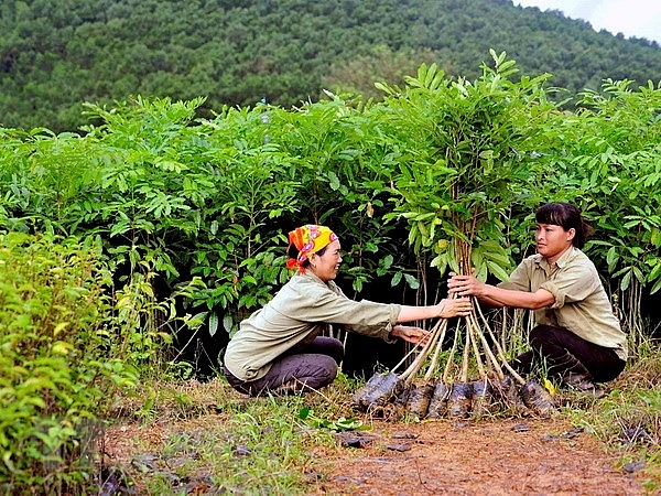 Ảnh minh họa Ảnh minh họa