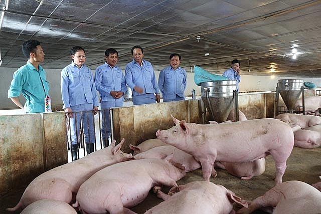 Giá thịt lợn tăng kỷ lục, nhiều nơi không có lợn để bán gia thit lon tang ky luc nhieu noi khong co lon hoi de ban