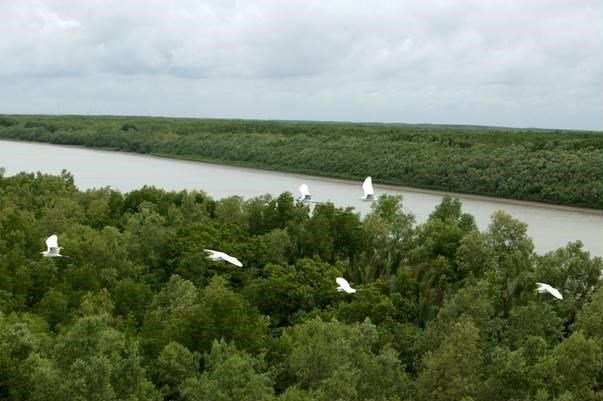 Phê duyệt đề án về bảo vệ và phát triển rừng vùng ven biển giai đoạn 2021-2030 Phê duyệt đề án về bảo vệ và phát triển rừng vùng ven biển giai đoạn 2021-2030