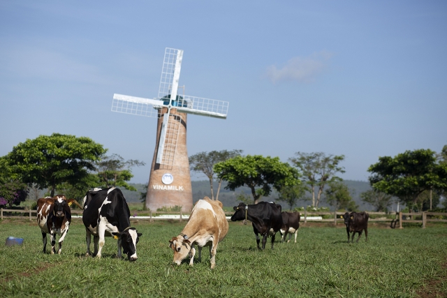 Sữa tươi Organic của Vinamilk chiếm trọn tình cảm người dân Singapore sua tuoi organic cua vinamilk chiem tron tinh cam nguoi dan singapore