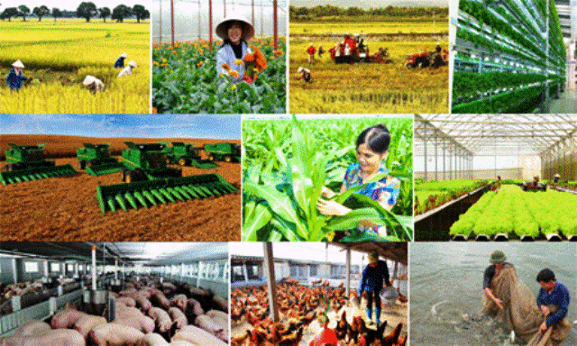 Cắt giảm, đơn giản hóa nhiều TTHC lĩnh vực nông nghiệp Cắt giảm, đơn giản hóa nhiều TTHC lĩnh vực nông nghiệp