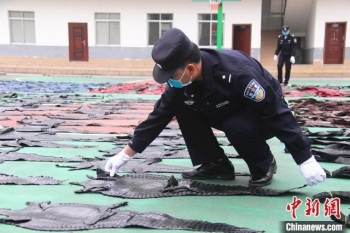 中越边境广西那坡查获400余张鳄鱼皮及一批制品