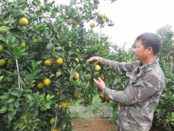和平省将举行特色水果推介活动