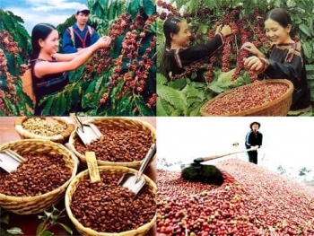CNBC高度评价越南咖啡出口的跨越性增长