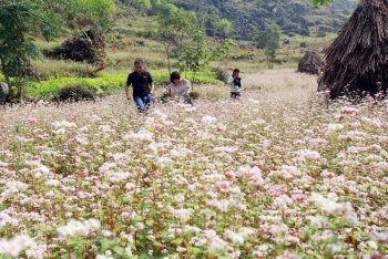 河江省第五届荞麦花节精彩开幕