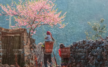 岩石高原的花朵