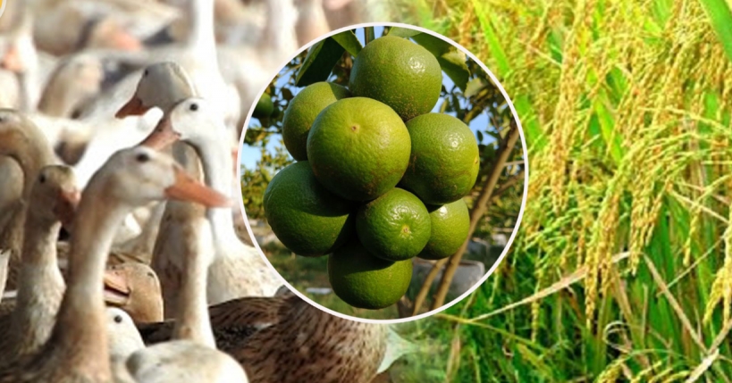 កសិក​ផល​កម្ពុជា ​៣១ ​មុខ​បន្ត​នាំ​ចេញ​ទៅ​វៀតណាម​រួច​ពន្ធ​ដល់​ឆ្នាំ ​២០២២