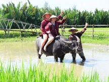 ភ្ញៀវទេសចរមកពីលោកខាងលិចរីករាយនឹងចាប់ចិត្ត នៅពេលជិះក្របីនិងធ្វើជាកសិករនៅទីក្រុង Hoi An