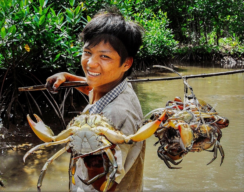 ចាប់ក្តាមនៅ ដឹតមុយ (Dat Mui) - ខេត្ត កាម៉ៅ (Ca Mau) ។ រូបថត៖ ហ្វីញឡឹម