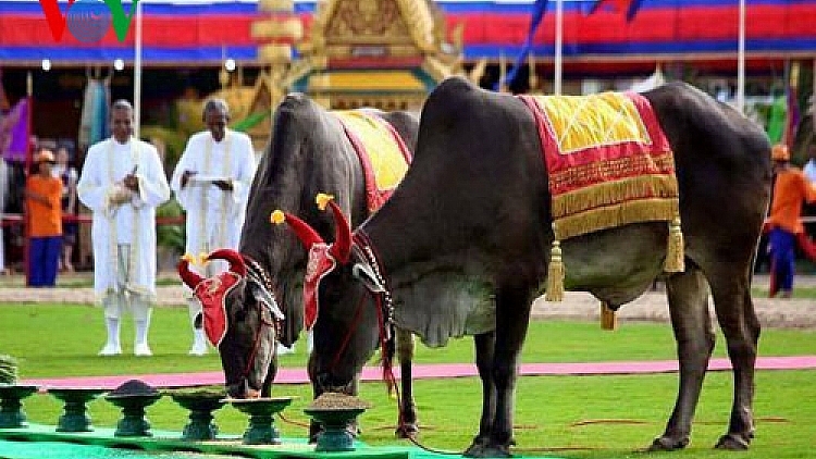 ប្រវត្តិខ្លះៗដ៏ប្លែកនៃព្រះរាជពិធីបុណ្យច្រត់ព្រះនង្គ័លនៅប្រទេសកម្ពុជា ប្រវត្តិខ្លះៗដ៏ប្លែកនៃព្រះរាជពិធីបុណ្យច្រត់ព្រះនង្គ័លនៅប្រទេសកម្ពុជា