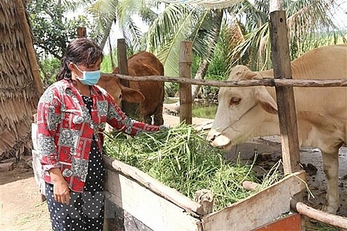 គ្រួសារបងស្រី Son Thi Ut នៅភូមិ Thanh Tri B ឃុំ Da Loc ស្រុក Chau Thanh ខេត្ត Tra Vinh បានរួចផុតពីភាពក្រីក្រ ដោយសារកម្ចីអនុគ្រោះរបស់រដ្ឋាភិបាលជួយសាងសង់ផ្ទះ (រូបថត៖ Thanh Hoa/TTXVN)