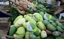 ខេត្ត Can Tho​(វៀតណាម) នាំចេញផ្លែស្វាយជើងដំបូងទៅកាន់ទីផ្សារអូស្ត្រាលី និងអាមេរិក