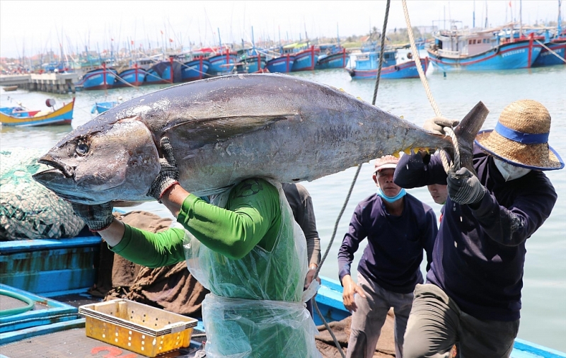 នេសាទករខេត្តភូអៀន (Phu Yen) ធ្វើអាជីវកម្មត្រីធូណានាំចេញ។ រូបថត៖ ផាម គឿង/ទីភ្នាក់ងារសារព័ត៌មានវៀតណាម