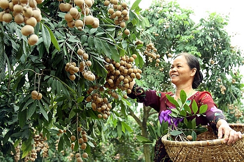 សកម្មភាពប្រមូលផលផ្លែមៀន