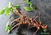 ប្រធានរដ្ឋវៀតណាម៖ យិនស៊ិន Ngoc Linh គឺជាក្តីសង្ឃឹមថ្មីរបស់វៀតណាមក្នុងផ្នែកឱសថ និងអាហារបំប៉ន