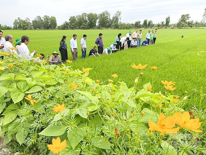 គណៈប្រតិភូកម្ពុជាបានមកស្វែងយល់អំពីផលិតកម្មកសិកម្មនៅតំបន់ដីសណ្តទន្លេមេគង្គ។ រូបថត៖ Hoang Vu