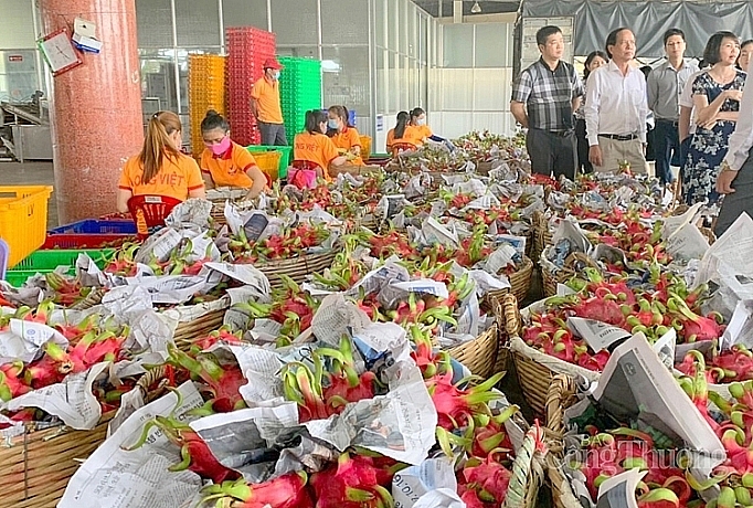 ទិដ្ឋភាពនៃការនាំចូលផលិតផលផ្លែស្រកានាគកែច្នៃបឋម។ (រូបថត៖ baocongthuong)