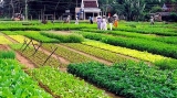 ອາຊີບການປູກພືດຜັກ ຊາແຄ່ ຢູ່ ໂຮ້ຍອານ ໄດ້ຮັບການຮັບຮູ້ວ່າແມ່ນມໍລະດົກວັດທະນະທຳບໍ່ແມ່ນວັດຖຸແຫ່ງຊາດ