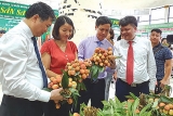 ສົ່ງອອກໝາກລິນຈີ່ ຂອງບັ໊ກຢາງ ງວດທຳອິດໄປຍັງຕະຫຼາດຍີ່ປຸ່ນ