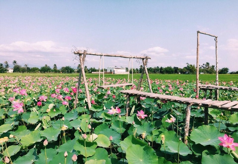 ຍົກສູງຄຸນຄ່າຜະລິດຕະພັນຈາກດອກບົວຂອງ ດົງທາບ ຍົກສູງຄຸນຄ່າຜະລິດຕະພັນຈາກດອກບົວຂອງ ດົງທາບ