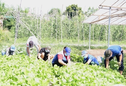 ຊາວໜຸ່ມແຂວງກອນຕູມ ເກັບກ່ຽວຜັກສົ່ງໄປຍັງເຂດພະຍາດໂຄວິດ-19 ລະບາດ. ພາບ: qdnd.vn. ຊາວໜຸ່ມແຂວງກອນຕູມ ເກັບກ່ຽວຜັກສົ່ງໄປຍັງເຂດພະຍາດໂຄວິດ-19 ລະບາດ. ພາບ: qdnd.vn.