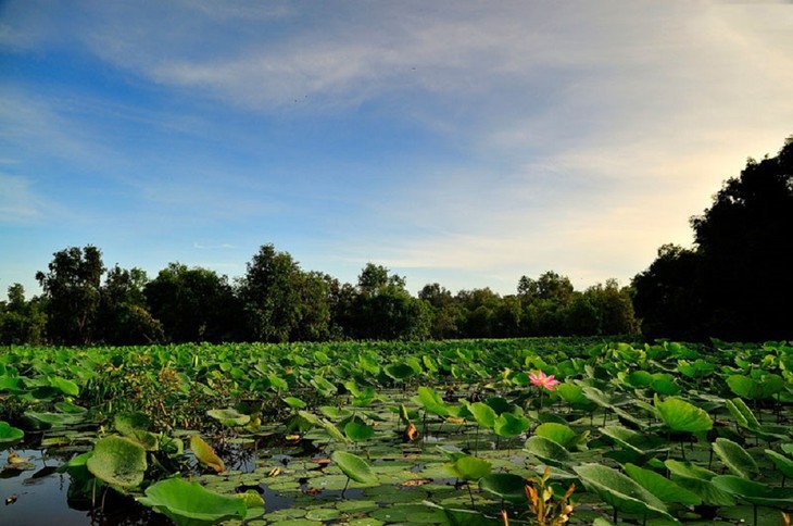 ປ່າສະເມັດ ຈ່າຊື ສວຍງາມທີ່ສຸດແມ່ນນັບແຕ່ເດືອນ ກັນຍາ ຮອດເດືອນ ພະຈິກ ຂອງແຕ່ລະປີ, ນັກທ່ອງທ່ຽວຈະໄດ້ນັ່ງຢູ່ເຮືອເດີນທາງເຂົ້າຢ້ຽມຊົມປ່າ. ປ່າສະເມັດ ຈ່າຊື ສວຍງາມທີ່ສຸດແມ່ນນັບແຕ່ເດືອນ ກັນຍາ ຮອດເດືອນ ພະຈິກ ຂອງແຕ່ລະປີ, ນັກທ່ອງທ່ຽວຈະໄດ້ນັ່ງຢູ່ເຮືອເດີນທາງເຂົ້າຢ້ຽມຊົມປ່າ.