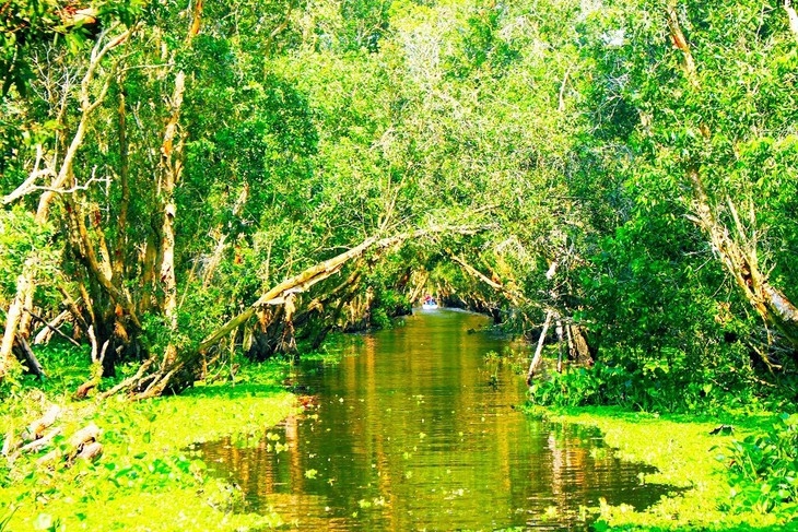 ນັກທ່ອງທ່ຽວເມື່ອມາຢ້ຽມຢາມປ່າສະເມັດ ຈ່າຊື ແຕ່ລະຄັ້ງຈະມີຄວາມຕົກສະເງີ້ຕື່ມອີກຕໍ່ສິ່ງມະຫັດສະຈັນເຊິ່ງທຳມະຊາດດົນບັນດາໃຫ້. (ພາບ: angiang.gov.vn) ນັກທ່ອງທ່ຽວເມື່ອມາຢ້ຽມຢາມປ່າສະເມັດ ຈ່າຊື ແຕ່ລະຄັ້ງຈະມີຄວາມຕົກສະເງີ້ຕື່ມອີກຕໍ່ສິ່ງມະຫັດສະຈັນເຊິ່ງທຳມະຊາດດົນບັນດາໃຫ້. (ພາບ: angiang.gov.vn)