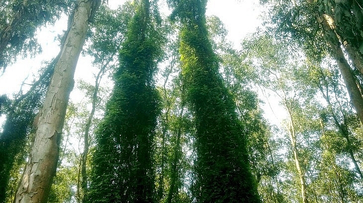 ຄວາມງາມຂອງປ່າສະເມັດ ຄວາມງາມຂອງປ່າສະເມັດ