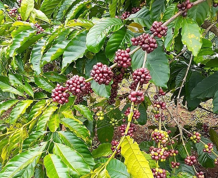 ກາເຟງວດທຳອ ດທ ສ ງອອກໄປຍ ງ ອ ຢ ຕາມສ ນຍາ evfta