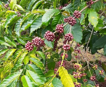 ກາເຟງວດທຳອິດທີ່ສົ່ງອອກໄປຍັງ ອີຢູ ຕາມສັນຍາ EVFTA