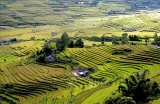 ບັນດາທົ່ງນາຂັ້ນໄດທີ່ສວຍງາມປະທັບໃຈຜູ້ຄົນຢູ່ ຕາແຫຼ່ງ