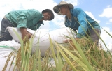 ຫວຽດ​ນາມ ບັນ​ລຸ​ໄດ້​ຄວາມ​ຄືບ​ໜ້າຫຼາຍ​ຢ່າງ​ໃນ​ເປົ້າ​ໝາຍລົບ​ລ້າງ​ຄວາມ​ອຶດ​ຫິວ, ຫຼຸດ​ຜ່ອນ​ຄວາມ​ທຸກ​ຍາກ