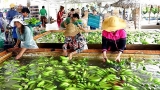 ການສົ່ງອອກຜະລິດຕະພັນກະເສດ, ເຄື່ອງປ່າຂອງດົງ ແລະ ສິນໃນນໍ້າຂອງຫວຽດນາມ ສືບຕໍ່ຮັກສາທ່າເຕີບໂຕ