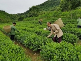 ພັດທະນາເສດຖະກິດລະຫວ່າງເຂດພູພຽງ ແລະ ເຂດພູດອຍທາງພາກເໜືອ ຫວຽດນາມ ຢ່າງໄວ ແລະ ຍືນຍົງ
