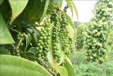 ຫ​ວຽດ​ນາມ ຍັງຄົງ​ຢືນ​ຢູ່​ອັນ​ດັບ​ທີ​ໜຶ່ງ​ໃນ​ໂລກ​ກ່ຽວ​ກັບ​ການ​ສົ່ງ​ອອກໝາກ​ພິກ​ໄທ